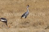 TANZANIA, Ngorongoro Crater, Crowned Crane, TAN807JPL