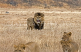 TANZANIA, Ngorongoro Crater, Lions, TAN804JPL