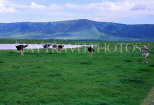 TANZANIA, Ngorongoro Crater, Ostriches, TAN692JPL