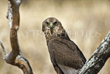 TANZANIA, Serengeti National Park, Bateleur Eagle, TAN808JPL