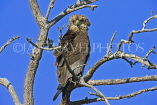 TANZANIA, Serengeti National Park, Bateleur Eagle, TAN809JPL