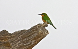 TANZANIA, Serengeti National Park, Little Bee Eater, TAN837JPL