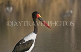TANZANIA, Serengeti National Park, Saddle Bill Stork, TAN842JPL