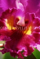 THAILAND, Pattaya, Nong Nooch Village, Cattleya Orchid, closeup THA2154JPL