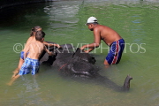 THAILAND, Phang Nga Province, KHAO LAK, Elephant Trekking, Elephant bathing, THA4444JPL