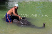 THAILAND, Phang Nga Province, KHAO LAK, Elephant Trekking, Elephant bathing, THA4445JPL