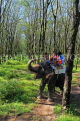 THAILAND, Phang Nga Province, KHAO LAK, Elephant Trekking, THA4418JPL