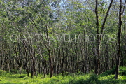 THAILAND, Phang Nga Province, KHAO LAK, Rubber Plantation, THA4405JPL