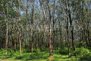 THAILAND, Phang Nga Province, KHAO LAK, Rubber Plantation, THA4406JPL