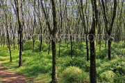 THAILAND, Phang Nga Province, KHAO LAK, Rubber Plantation, THA4407JPL