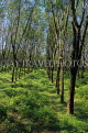 THAILAND, Phang Nga Province, KHAO LAK, Rubber Plantation, THA4411JPL