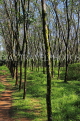 THAILAND, Phang Nga Province, KHAO LAK, Rubber Plantation, THA4413JPL