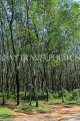 THAILAND, Phang Nga Province, KHAO LAK, Rubber Plantation, THA4414JPL