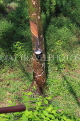 THAILAND, Phang Nga Province, KHAO LAK, Rubber Plantation, sap from tree, THA4415JPL