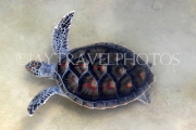 THAILAND, Phang Nga Province, KHAO LAK, Tutle Farm, THA4446JPL