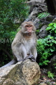 THAILAND, Phang Nga Province, KHAO LAK, Wat Suwan Khuha temple site, Macaque Monkey, THA4372JPL