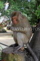 THAILAND, Phang Nga Province, KHAO LAK, Wat Suwan Khuha temple site, Macaque Monkey, THA4373JPL