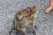 THAILAND, Phang Nga Province, KHAO LAK, Wat Suwan Khuha temple site, Macaque Monkeys, THA4376JPL