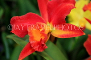 THAILAND, Phuket, Cattleya Orchid, THA2273JPL