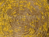 THAILAND, Surin, Queen Sirikit Sericulture Center, silkworms spinning cocoons, THA2065JPL