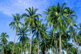 TOBAGO, Cocont trees, CAR1185JPL