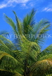 TOBAGO, Pigeon Point, Cocont tree branches, CAR1174JPL