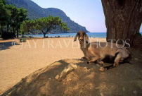 TURKEY, Dalyan Delta, Iztuzu Beach and goat, TUR670JPL