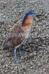 Taiwan, TAIPEI, 228 Peace Park, Chinese Pond Heron, TAW584JPL