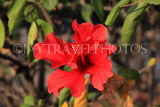 Taiwan, TAIPEI, Liberty Square, park, Hibiscus flower, TAW872JPL