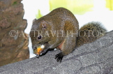 Taiwan, TAIPEI, Sun Yat-Sen Memorial Hall, Zhongshan Park, Squirrel, TAW765JPL
