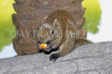 Taiwan, TAIPEI, Sun Yat-Sen Memorial Hall, Zhongshan Park, Squirrel, TAW766JPL
