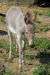 Taiwan, TAIPEI, Taipei Zoo, African Will Ass, TAW254JPL