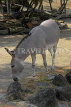 Taiwan, TAIPEI, Taipei Zoo, African Will Ass, TAW255JPL
