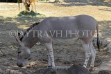 Taiwan, TAIPEI, Taipei Zoo, African Will Ass, TAW256JPL