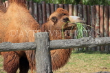 Taiwan, TAIPEI, Taipei Zoo, Bactrian Camel, TAW246JPL