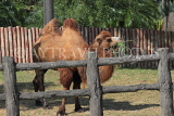 Taiwan, TAIPEI, Taipei Zoo, Bactrian Camel, TAW247JPL