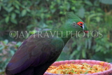 Taiwan, TAIPEI, Taipei Zoo, Bird World, Green Turaco, TAW315JPL