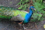 Taiwan, TAIPEI, Taipei Zoo, Bird World, Peacock, TAW332JPL