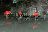 Taiwan, TAIPEI, Taipei Zoo, Bird World, Scarlet Ibis, TAW372JPL
