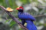 Taiwan, TAIPEI, Taipei Zoo, Bird World, Violet Turaco, TAW313JPL