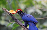 Taiwan, TAIPEI, Taipei Zoo, Bird World, Violet Turaco, TAW314JPL