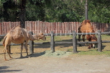 Taiwan, TAIPEI, Taipei Zoo, Camels, TAW248JPL