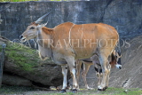 Taiwan, TAIPEI, Taipei Zoo, Common Eland, TAW238JPL
