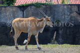 Taiwan, TAIPEI, Taipei Zoo, Common Eland, TAW239JPL