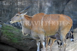 Taiwan, TAIPEI, Taipei Zoo, Common Eland, TAW240JPL