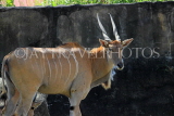 Taiwan, TAIPEI, Taipei Zoo, Common Eland, TAW241JPL