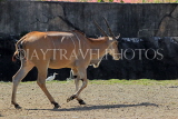Taiwan, TAIPEI, Taipei Zoo, Common Eland, TAW242JPL
