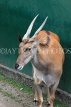 Taiwan, TAIPEI, Taipei Zoo, Common Eland, TAW270JPL