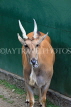 Taiwan, TAIPEI, Taipei Zoo, Common Eland, TAW271JPL