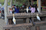 Taiwan, TAIPEI, Taipei Zoo, Egrets hoping for some food from visitors, TAW203JPL